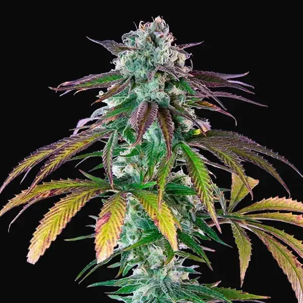 Green Crack Punch — zdjęcie 8