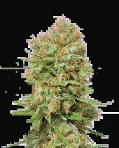 Green Crack