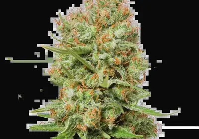 Green Crack