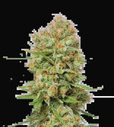 Green Crack