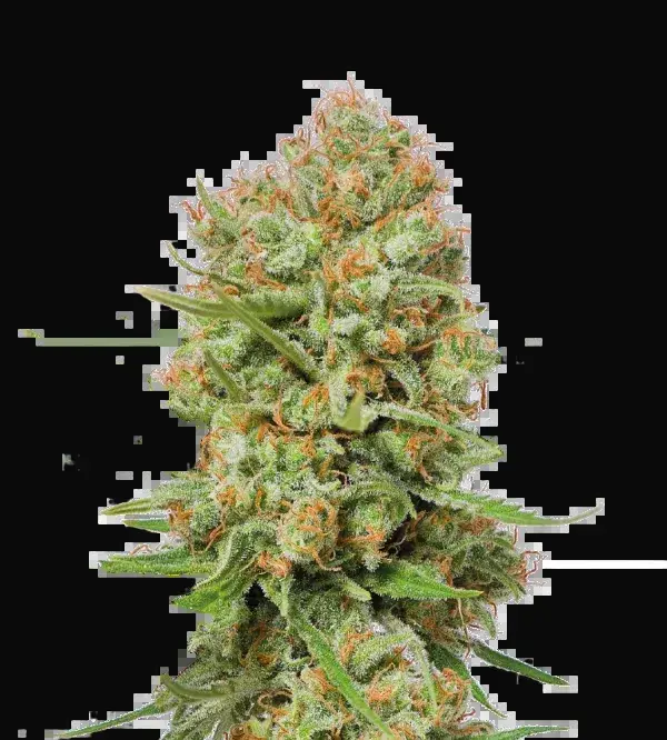 Green Crack