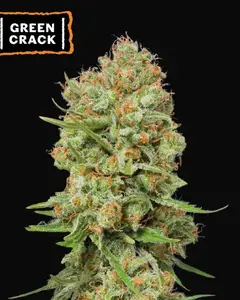 Green Crack