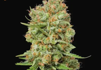 Green Crack