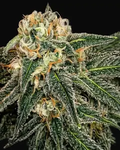Green Crack
