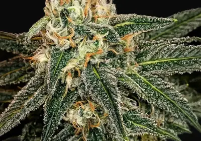 Green Crack