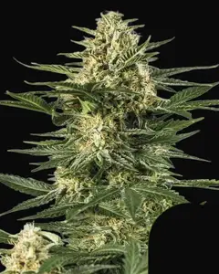 Green Gelato Auto