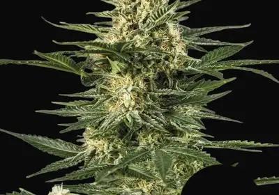 Green Gelato Auto