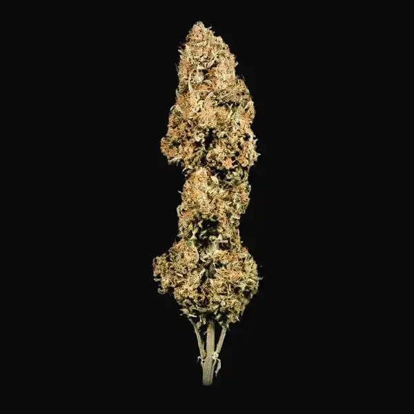 Green Gelato Auto — zdjęcie 3