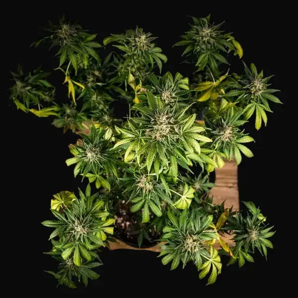 Green Gelato Auto — zdjęcie 9