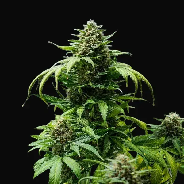 Green Gelato Auto — zdjęcie 4