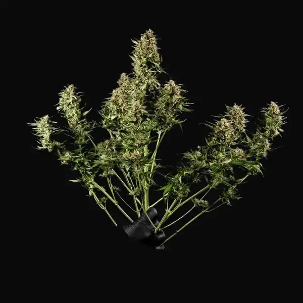 Green Gelato Auto — zdjęcie 5