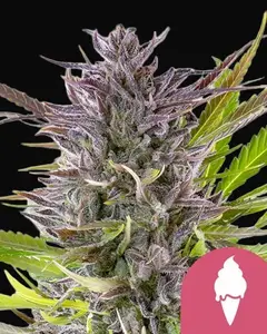 Green Gelato