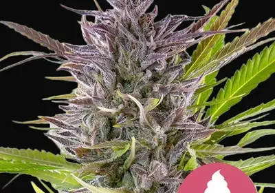 Green Gelato