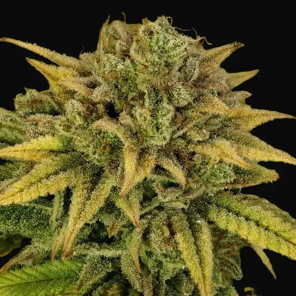 Green Gelato — zdjęcie 5