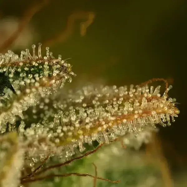 Green Gelato — zdjęcie 2