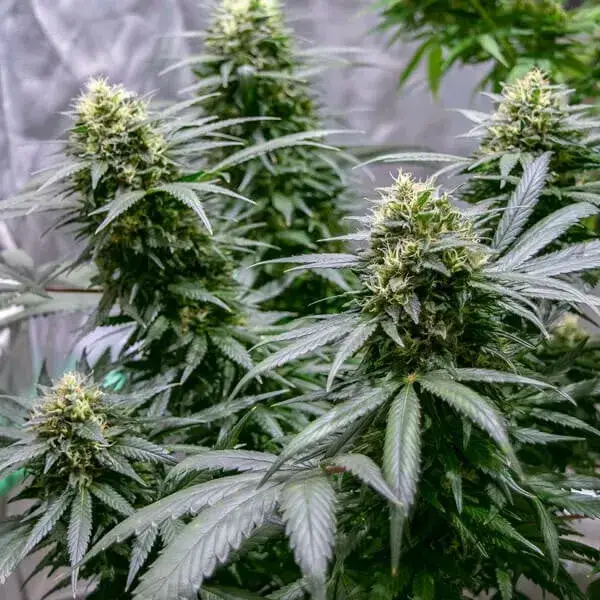 Green Gelato — zdjęcie 12