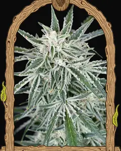 Green Gummy Auto
