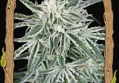Green Gummy Auto