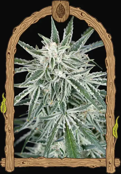 Green Gummy Auto