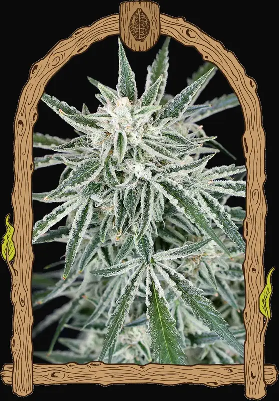 Green Gummy Auto