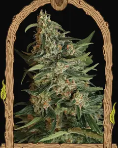 Green Gummy