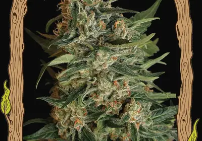 Green Gummy