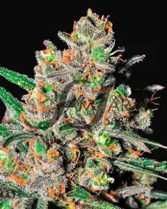 Green Love Potion