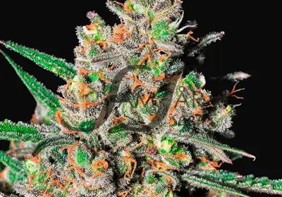 Green Love Potion