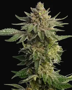 Green Magic