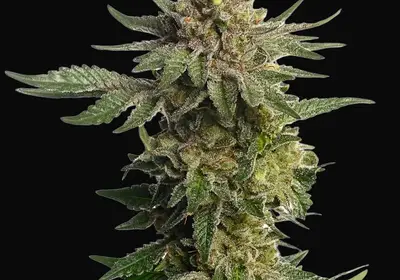 Green Magic