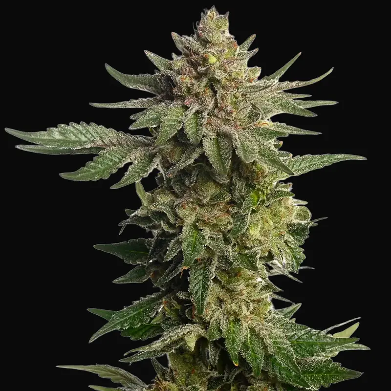 Green Magic