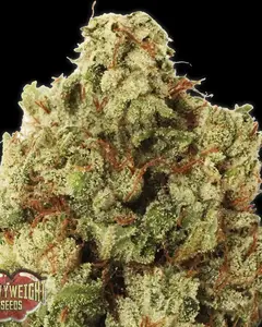 Green Ninja