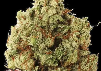 Green Ninja