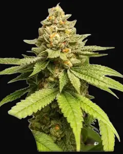 Green Papaya