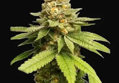 Green Papaya