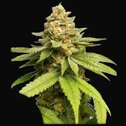 Green Papaya