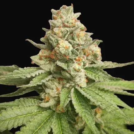 Green Papaya — zdjęcie 2