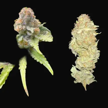 Green Papaya — zdjęcie 4