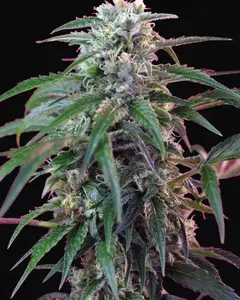 Green Poison Auto