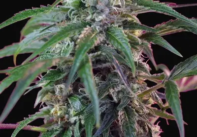 Green Poison Auto