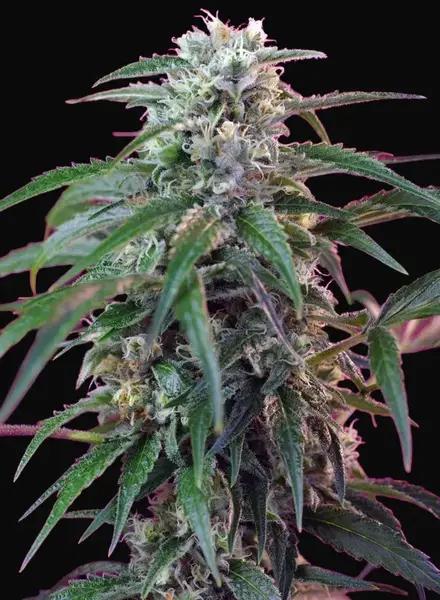 Green Poison Auto
