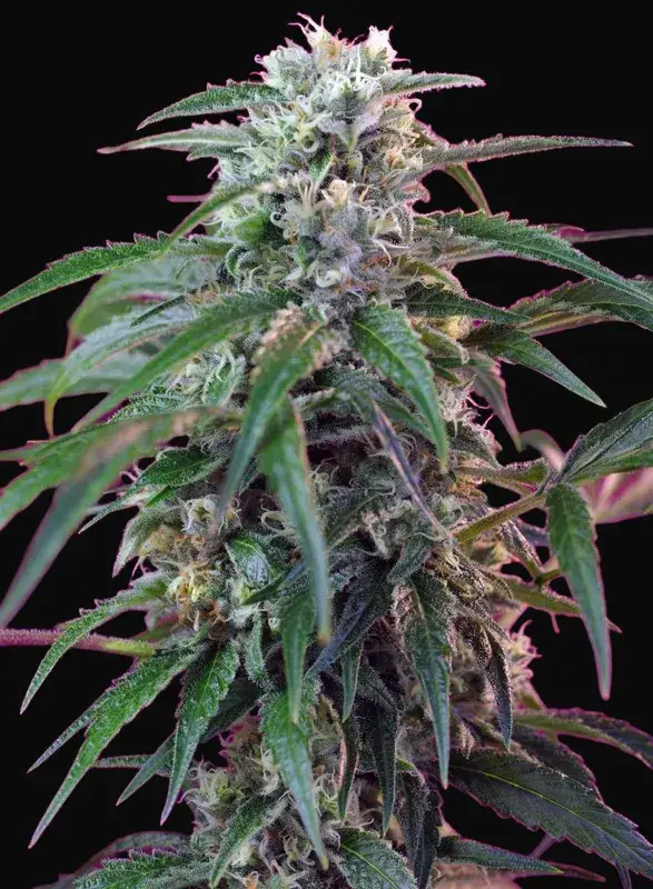 Green Poison Auto