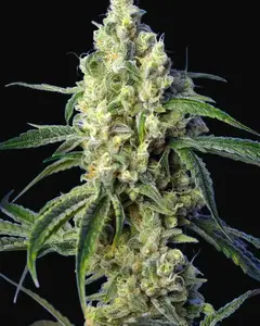 Green Poison CBD