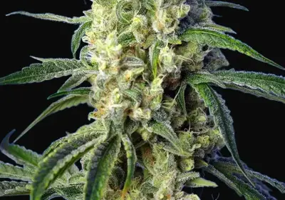Green Poison CBD