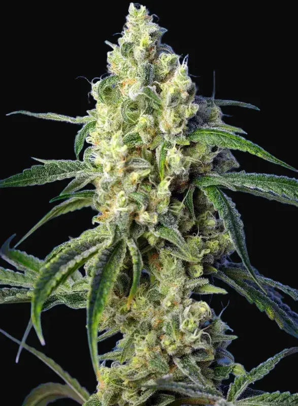 Green Poison CBD