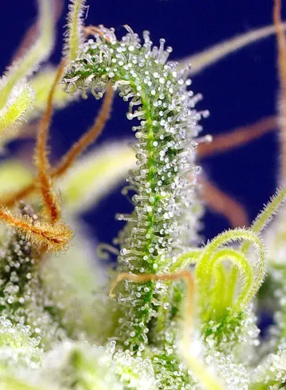 Green Poison CBD — zdjęcie 4