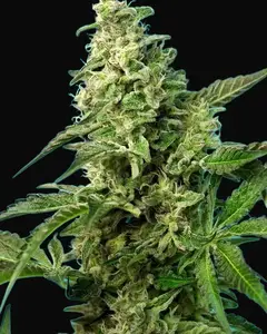 Green Poison F1 Fast Version