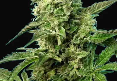 Green Poison F1 Fast Version