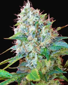 Green Poison