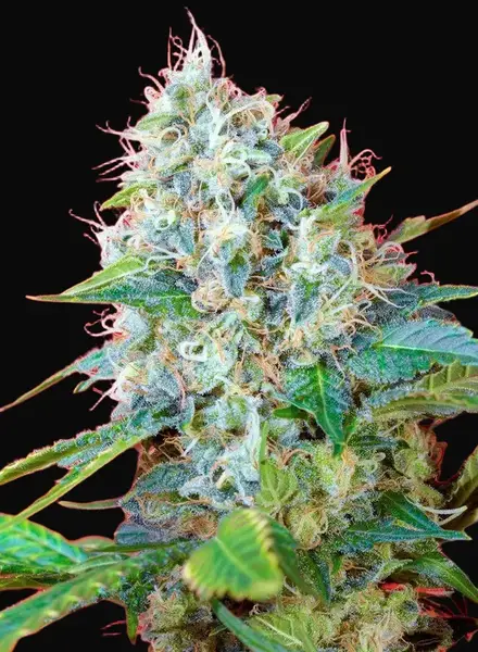 Green Poison
